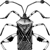 mesquite bug
