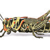 painted grasshopper