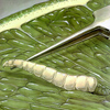 Tephritidae Larva